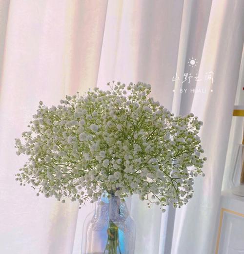 满天星的花语与传说（探秘满天星的含义与神奇传说）