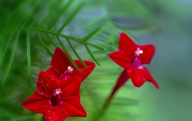 五角星花播种的最佳时机是什么时候？播种后需要注意哪些事项？