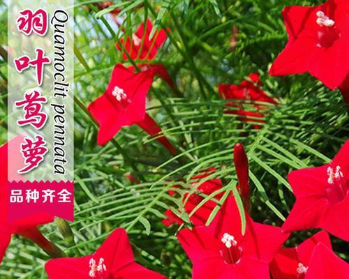 五角星花播种的最佳时机是什么时候？播种后需要注意哪些事项？