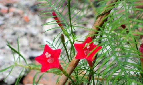 五角星花播种的最佳时机是什么时候？播种后需要注意哪些事项？