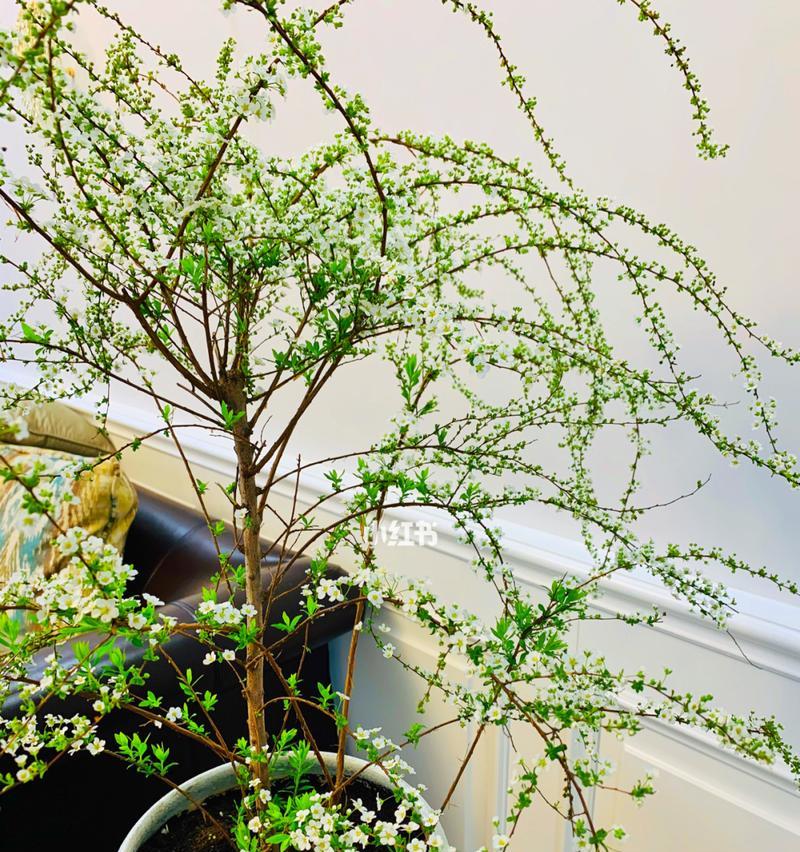 雪柳枝能养多久？如何延长雪柳枝的观赏期？