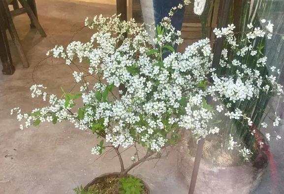 雪柳枝能养多久？如何延长雪柳枝的观赏期？