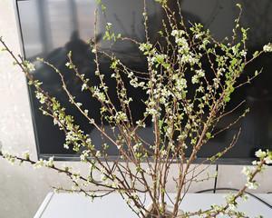 雪柳枝能养多久？如何延长雪柳枝的观赏期？