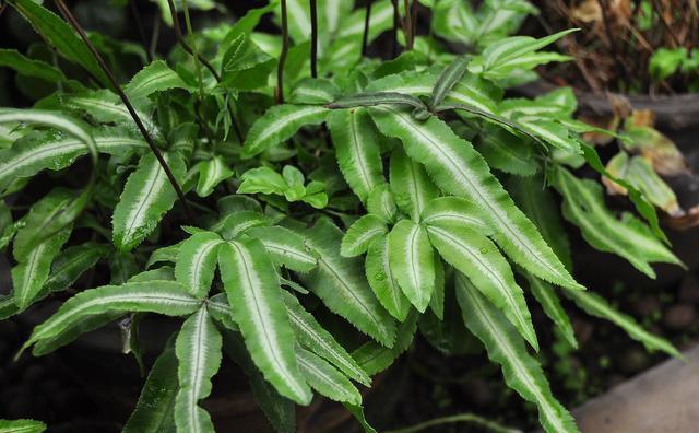 常见的蕨类植物有哪些?它们的生长环境和特点是什么? 常见的蕨类植物有哪些?它们的生长环境和特点是什么?