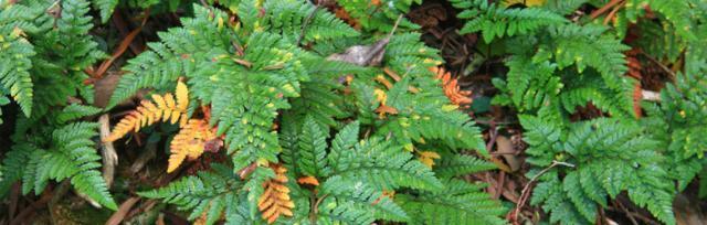 常见的蕨类植物有哪些?它们的生长环境和特点是什么? 常见的蕨类植物有哪些?它们的生长环境和特点是什么?