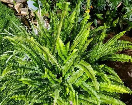 常见的蕨类植物有哪些?它们的生长环境和特点是什么? 常见的蕨类植物有哪些?它们的生长环境和特点是什么?