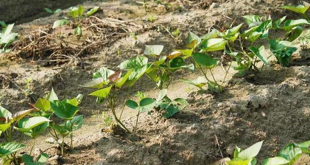 红薯生长需要哪些环境条件？红薯的特点是什么？
