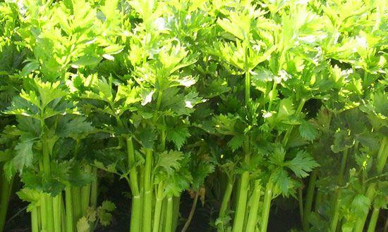 芹菜能放冰箱吗？保存方法和保鲜时间是多少？