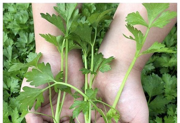 芹菜能放冰箱吗？保存方法和保鲜时间是多少？