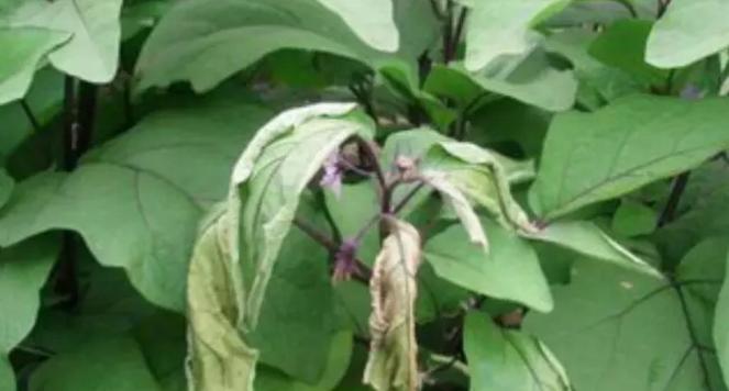 茄子花叶病症状是什么?如何有效防治? 茄子花叶病症状是什么?如何有效防治?