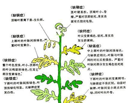 茄子花叶病症状是什么?如何有效防治? 茄子花叶病症状是什么?如何有效防治?