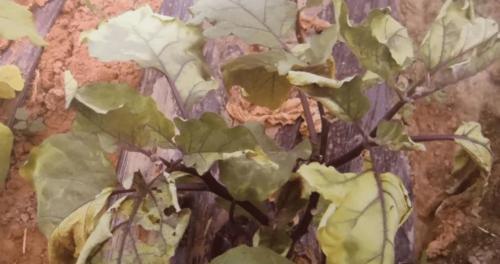 茄子花叶病症状是什么?如何有效防治? 茄子花叶病症状是什么?如何有效防治?