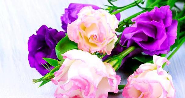 洋桔梗花语的奥秘（探寻洋桔梗花色的隐含意义）