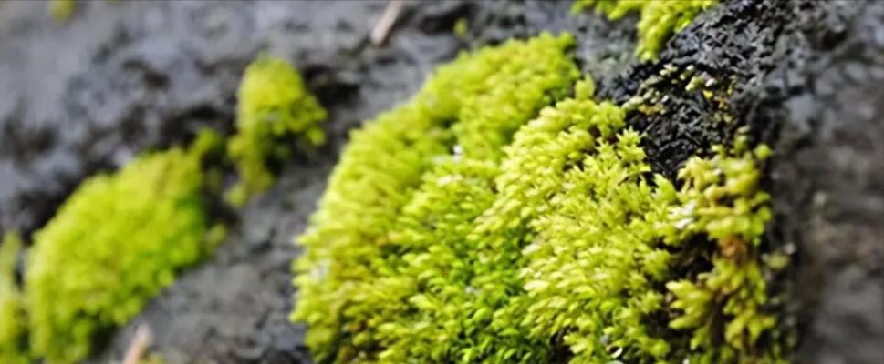 青苔属于裸子植物吗?裸子植物的定义是什么? 青苔属于裸子植物吗?裸子植物的定义是什么?