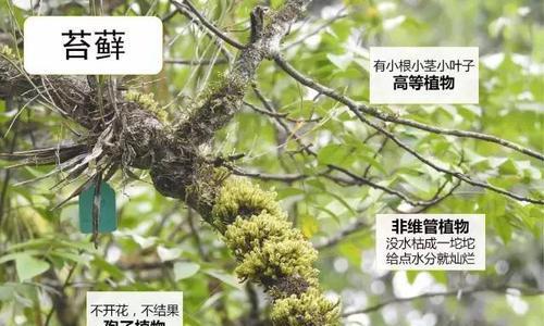 青苔属于裸子植物吗?裸子植物的定义是什么? 青苔属于裸子植物吗?裸子植物的定义是什么?