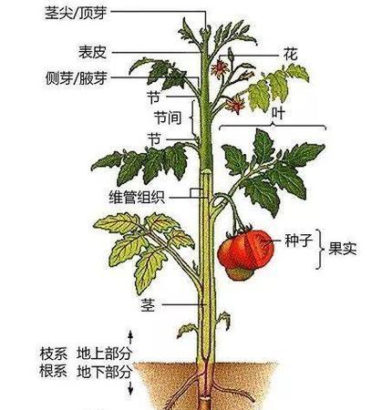 青苔属于裸子植物吗?裸子植物的定义是什么? 青苔属于裸子植物吗?裸子植物的定义是什么?