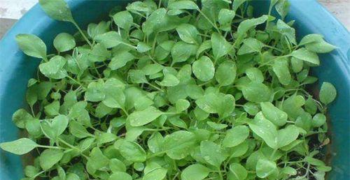 鸡毛菜怎么种？最佳种植时间是什么时候？