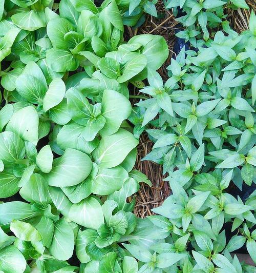 鸡毛菜怎么种？最佳种植时间是什么时候？