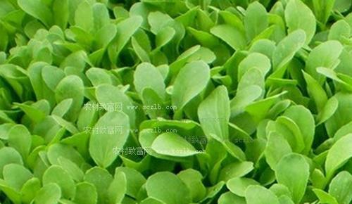 鸡毛菜怎么种？最佳种植时间是什么时候？