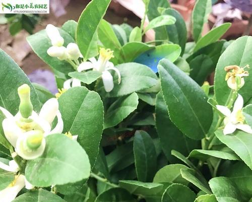 柠檬一年开几次花？如何促进柠檬树多开花结果？