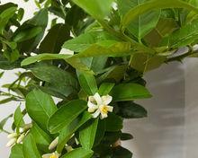 柠檬一年开几次花？如何促进柠檬树多开花结果？