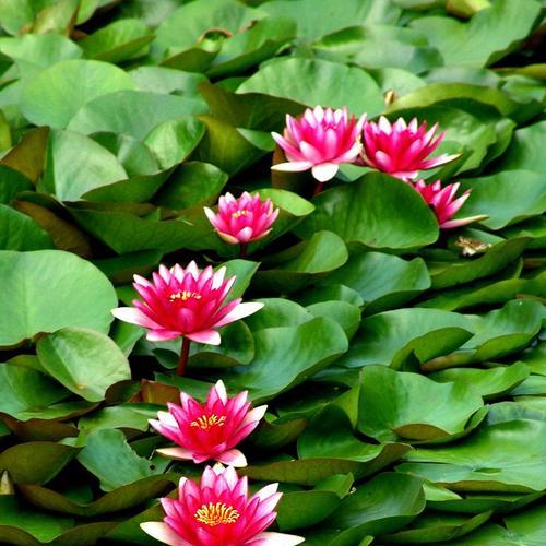 一生一世的誓言，以白玫瑰为见证（白玫瑰）