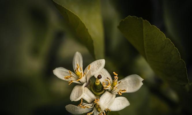 柠檬一年开几次花？如何促进柠檬树多开花结果？