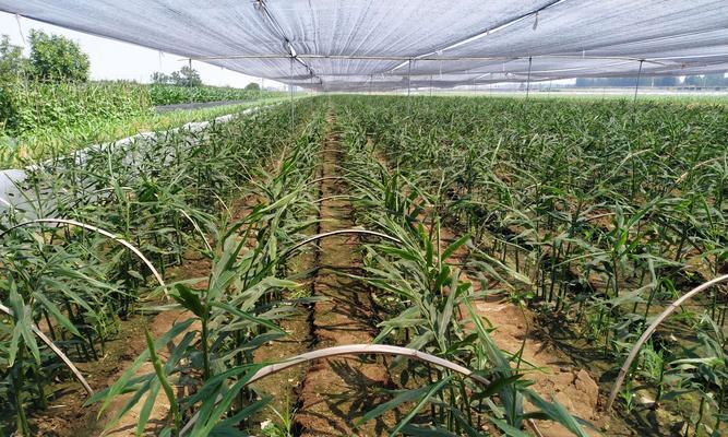 生姜用什么肥料好？如何正确施肥以提高产量？