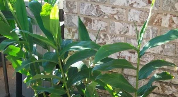 生姜用什么肥料好？如何正确施肥以提高产量？