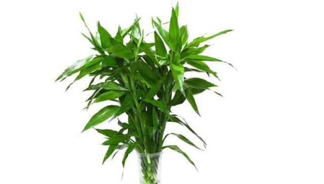 富贵竹的花语和寓意（揭示富贵竹的内涵和象征之美）