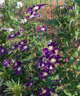 铁线莲换盆的最佳时机是什么时候？换盆后如何护理？