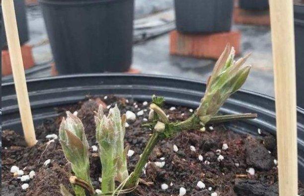 铁线莲换盆的最佳时机是什么时候？换盆后如何护理？