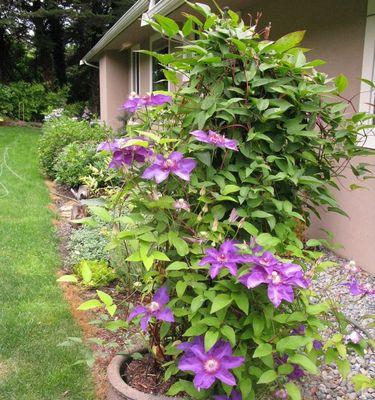 铁线莲换盆的最佳时机是什么时候？换盆后如何护理？