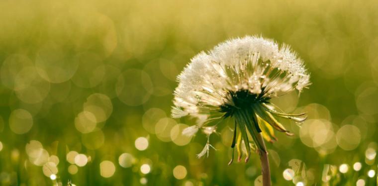 蒲公英的寓意——坚强和希望的象征（在风中翩翩起舞）