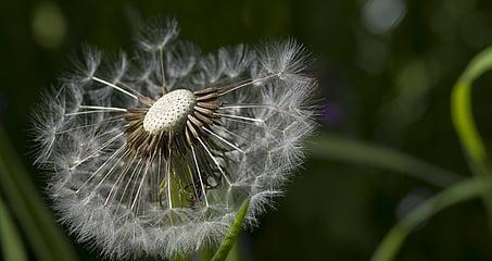 蒲公英的寓意——坚强和希望的象征（在风中翩翩起舞）