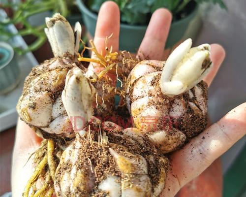 百合种子是怎么来的?购买途径和种植方法是什么? 百合种子是怎么来的?购买途径和种植方法是什么?