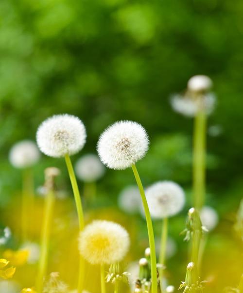 蒲公英的寓意——坚强和希望的象征(在风中翩翩起舞)