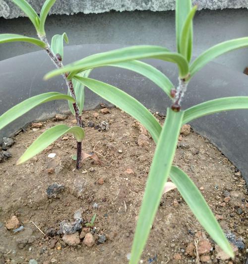 百合种子是怎么来的?购买途径和种植方法是什么? 百合种子是怎么来的?购买途径和种植方法是什么?