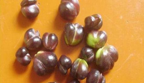 百合种子是怎么来的?购买途径和种植方法是什么? 百合种子是怎么来的?购买途径和种植方法是什么?