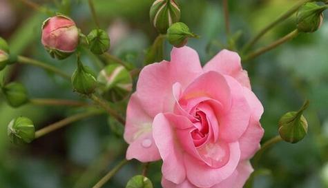 《月季花的花语与寓意》（探寻月季花的情感与象征）