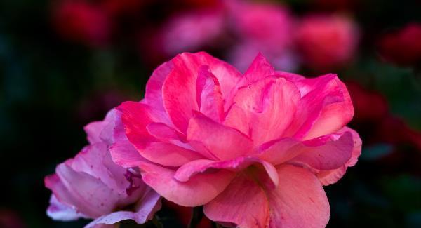 《月季花的花语与寓意》（探寻月季花的情感与象征）