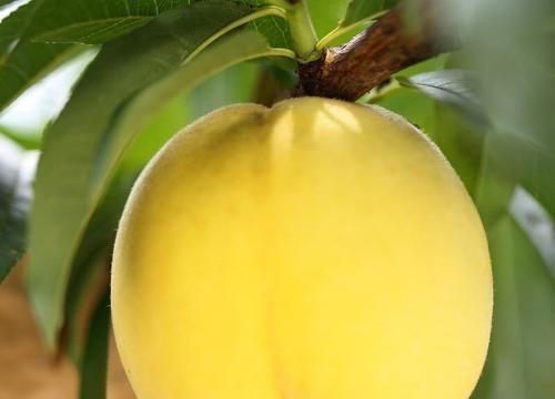 黄桃果期持续多久？如何进行有效养护与管理？