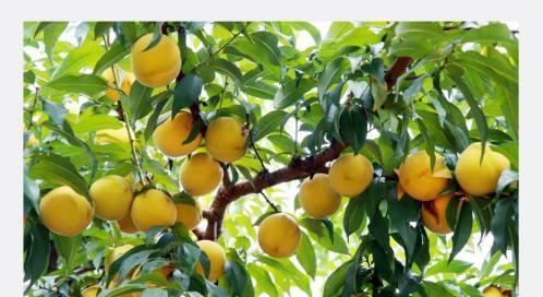 黄桃果期持续多久？如何进行有效养护与管理？