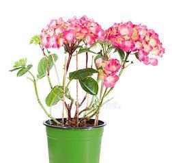 浅盆适合种什么花？有哪些花卉品种推荐？