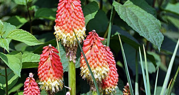 花开残忍的世界（揭秘花朵背后的残忍花语）