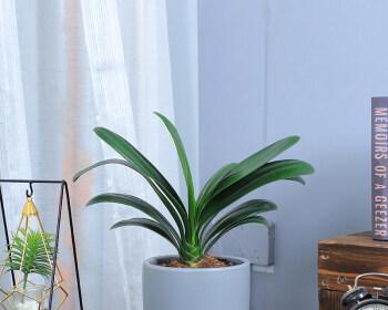 浅盆适合种什么花？有哪些花卉品种推荐？