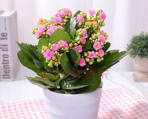 浅盆适合种什么花？有哪些花卉品种推荐？