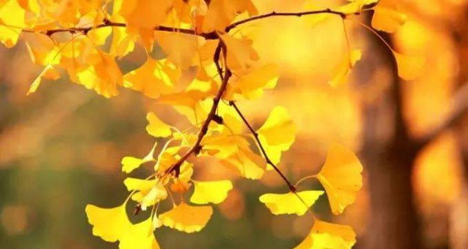 银杏花语（探寻银杏花所传达的深刻寓意）