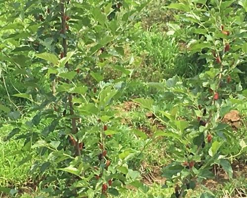 桑葚苗什么品种最好？如何选择高产优质桑葚苗？