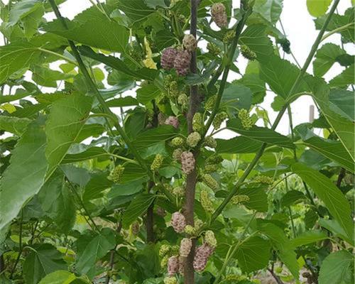 桑葚苗什么品种最好？如何选择高产优质桑葚苗？